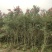 2304苗圃供应软枝多花红千层1-3米高市政绿化