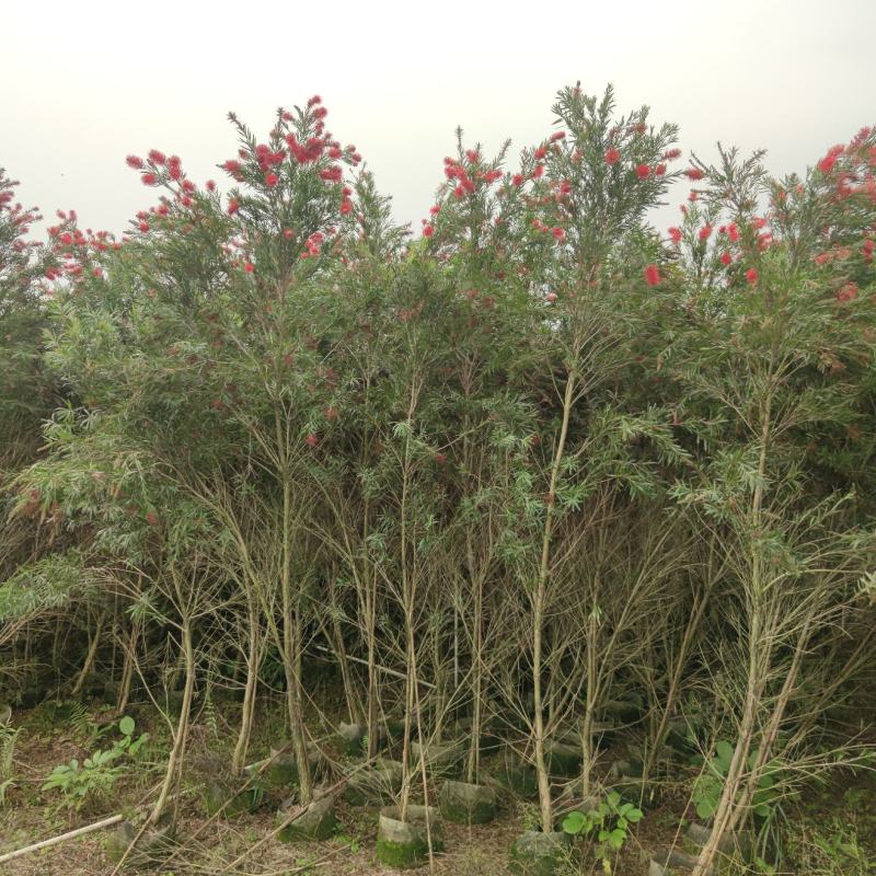 2304苗圃供应软枝多花红千层1-3米高市政绿化