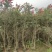 2304苗圃供应软枝多花红千层1-3米高市政绿化