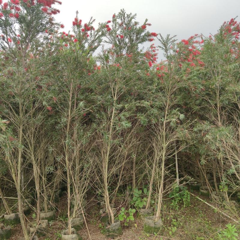 2304苗圃供应软枝多花红千层1-3米高市政绿化
