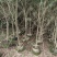 2304苗圃供应软枝多花红千层1-3米高市政绿化