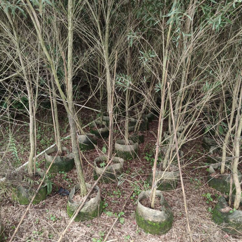 2304苗圃供应软枝多花红千层1-3米高市政绿化