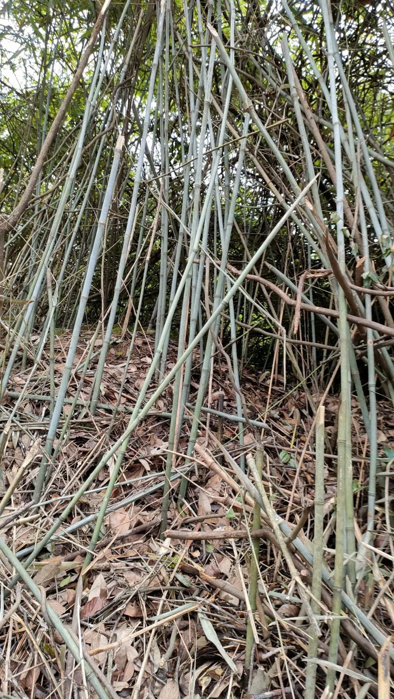 实心竹