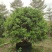2304基地供应丛生杨梅树2-4米高假植苗绿化