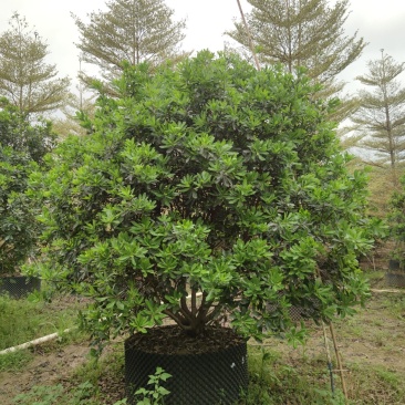 2304基地供应丛生杨梅树2-4米高假植苗绿化
