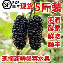 四川大凉山黑桑葚黑果桑原产地直发可视频看货现采现发
