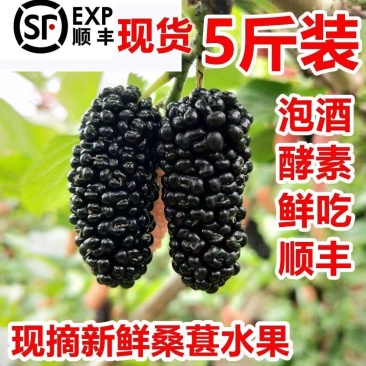四川大凉山黑桑葚黑果桑原产地直发可视频看货现采现发