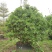 2304基地供应丛生杨梅树2-4米高假植苗绿化