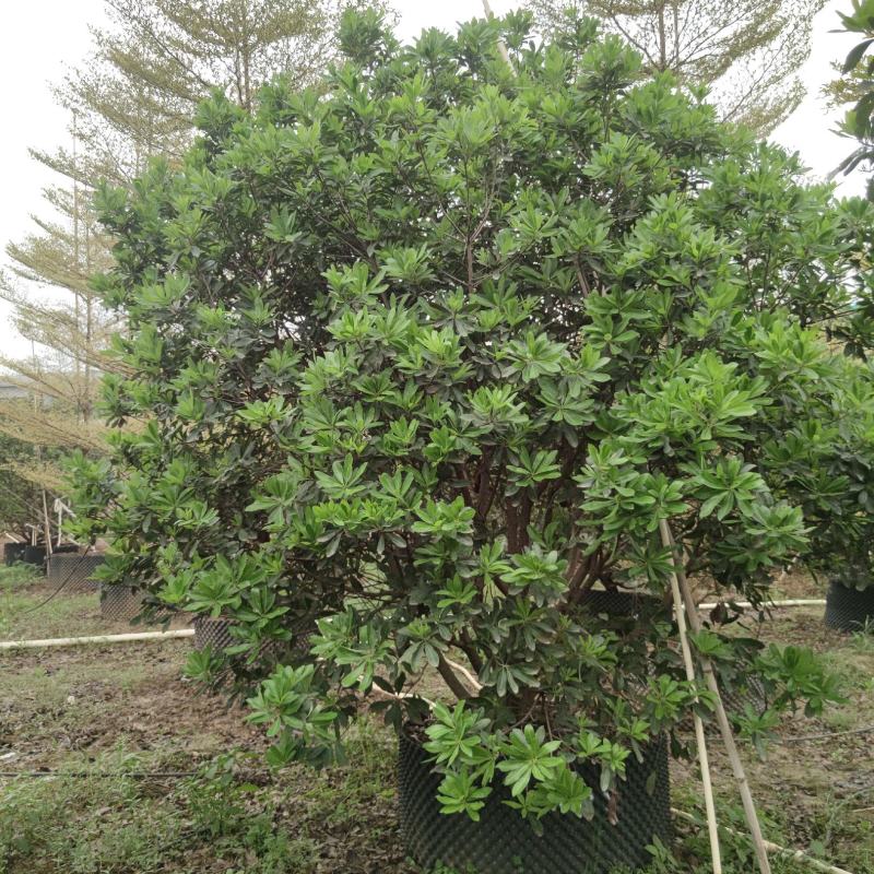 2304基地供应丛生杨梅树2-4米高假植苗绿化