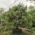 2304基地供应丛生杨梅树2-4米高假植苗绿化