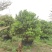 2304基地供应丛生杨梅树2-4米高假植苗绿化