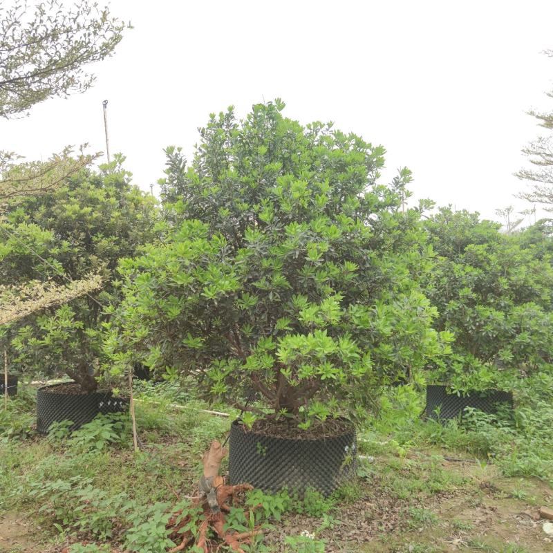 2304基地供应丛生杨梅树2-4米高假植苗绿化