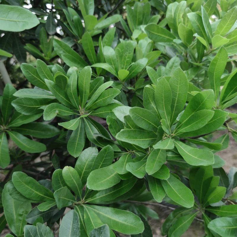 2304基地供应丛生杨梅树2-4米高假植苗绿化