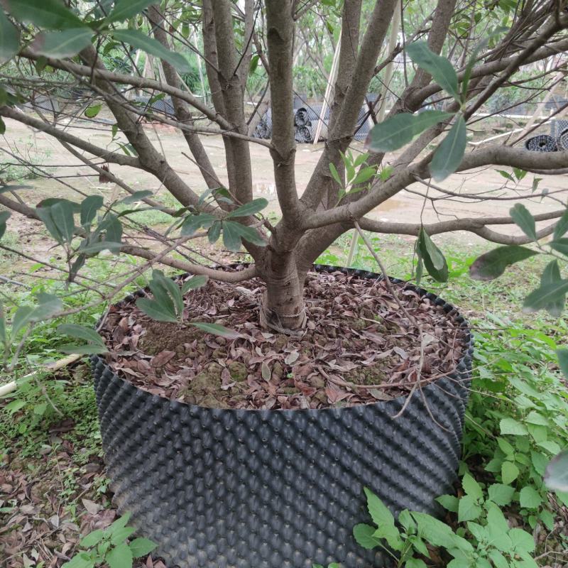 2304基地供应丛生杨梅树2-4米高假植苗绿化