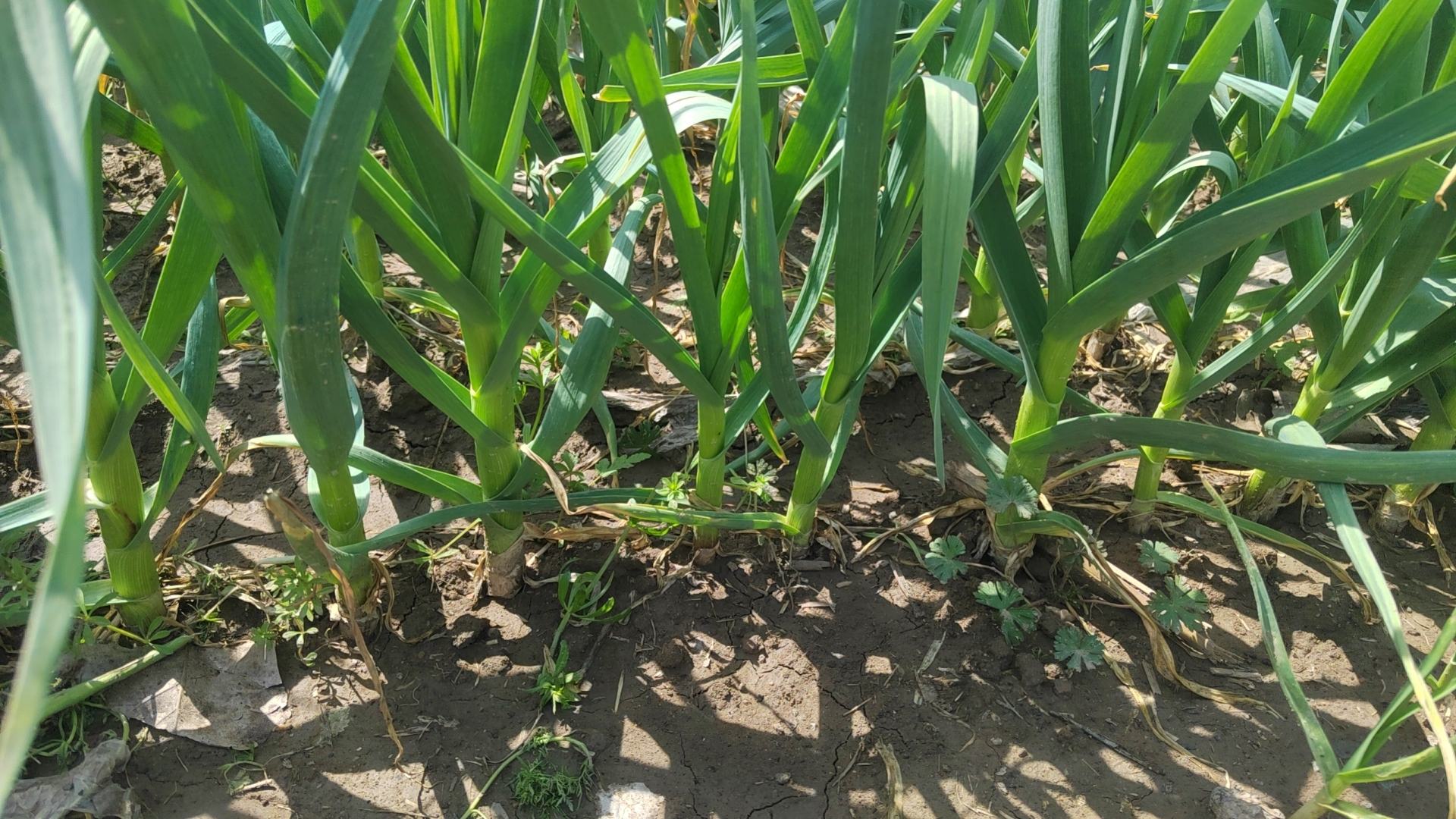 大蒜田间生长初期景象