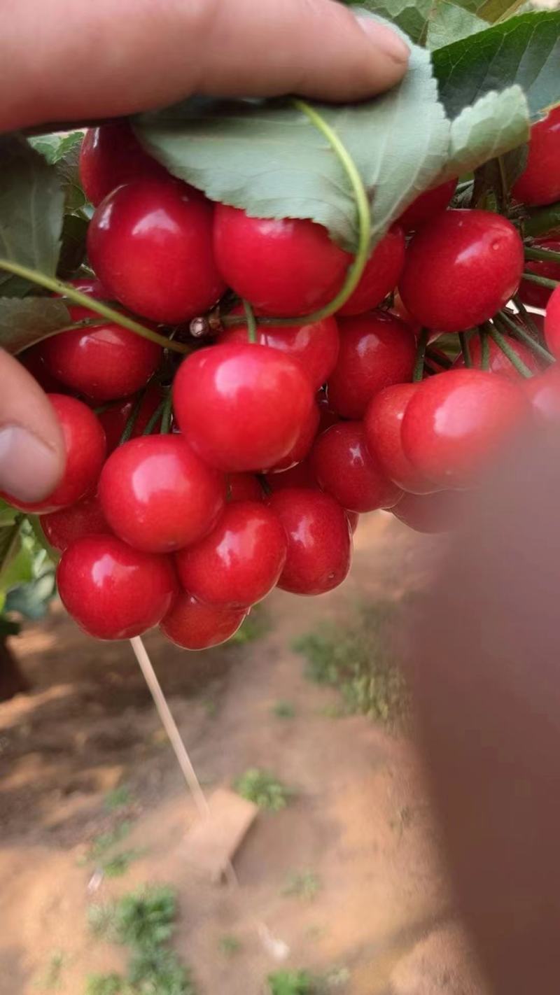 樱桃