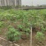 2304苗场大量供应木芙蓉花1-3米高工程绿化袋苗