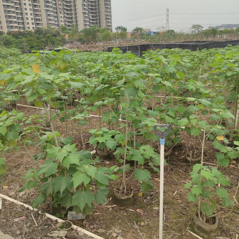 2304苗场大量供应木芙蓉花1-3米高工程绿化袋苗