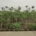 2304苗场大量供应木芙蓉花1-3米高工程绿化袋苗