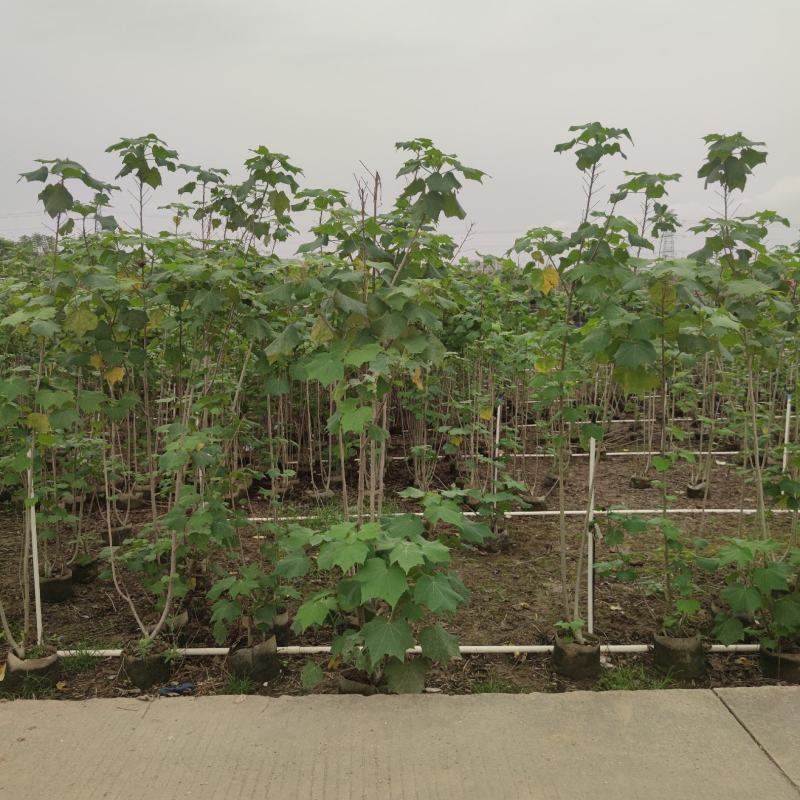 2304苗场大量供应木芙蓉花1-3米高工程绿化袋苗
