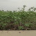 2304苗场大量供应木芙蓉花1-3米高工程绿化袋苗