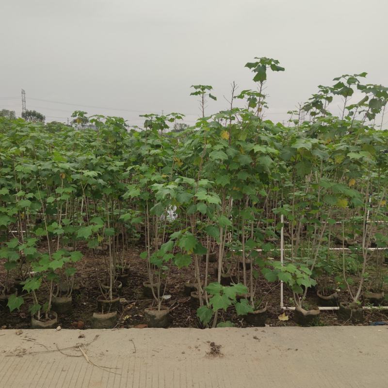 2304苗场大量供应木芙蓉花1-3米高工程绿化袋苗