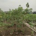 2304苗场大量供应木芙蓉花1-3米高工程绿化袋苗