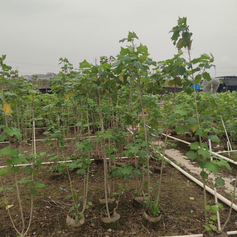 2304苗场大量供应木芙蓉花1-3米高工程绿化袋苗