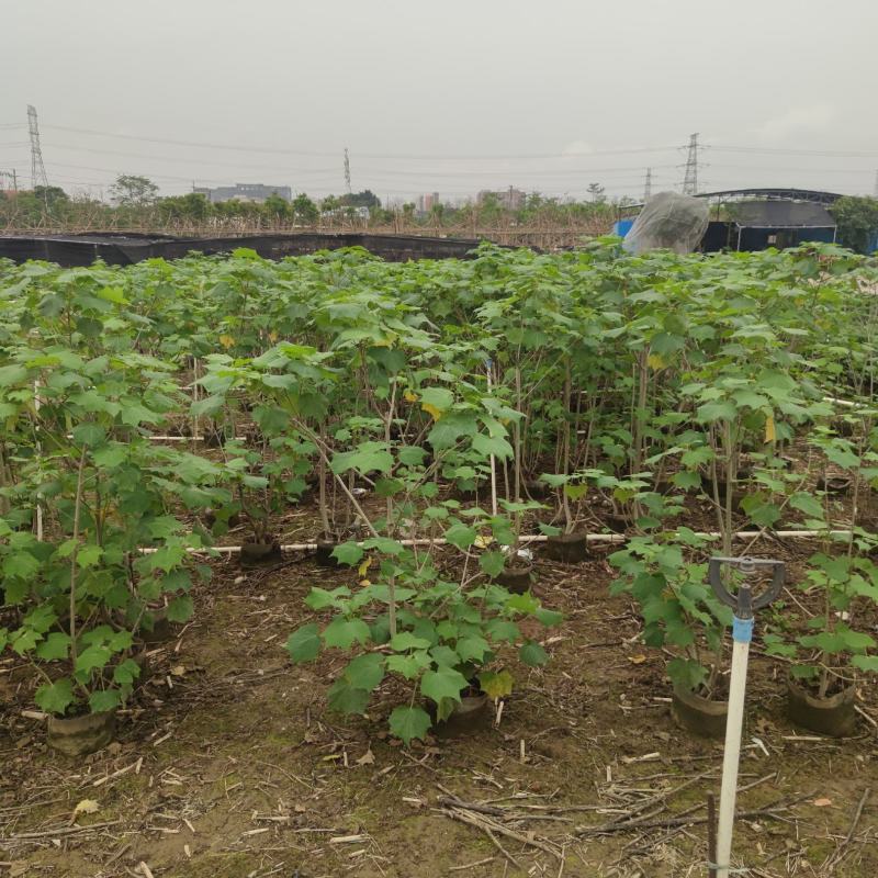 2304苗场大量供应木芙蓉花1-3米高工程绿化袋苗