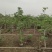 2304苗场大量供应木芙蓉花1-3米高工程绿化袋苗