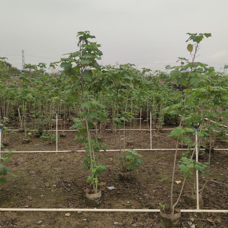 2304苗场大量供应木芙蓉花1-3米高工程绿化袋苗