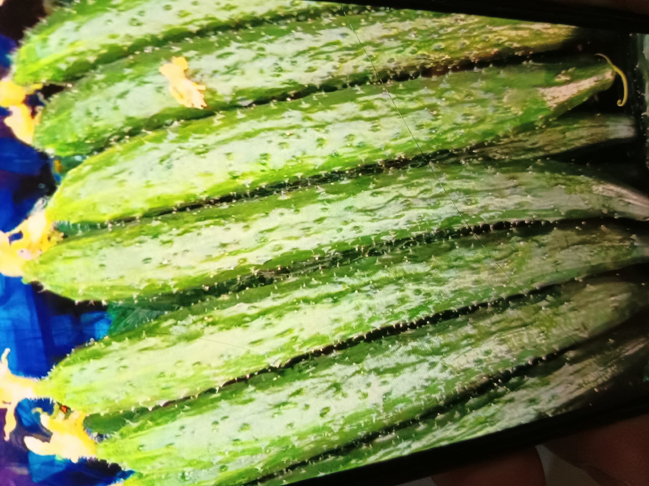 黄瓜不直的示意图