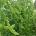 【荷兰豆】荷兰豆河南新野荷兰豆大量出货质优价廉对接全国