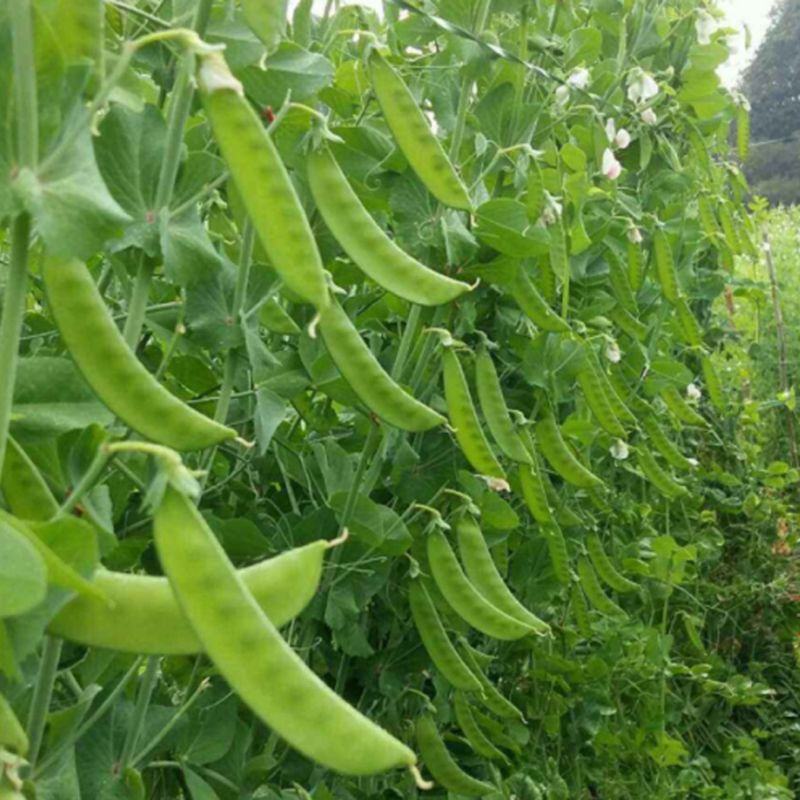 【荷兰豆】荷兰豆河南新野荷兰豆大量出货质优价廉对接全国