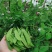【荷兰豆】荷兰豆河南新野荷兰豆大量出货质优价廉对接全国