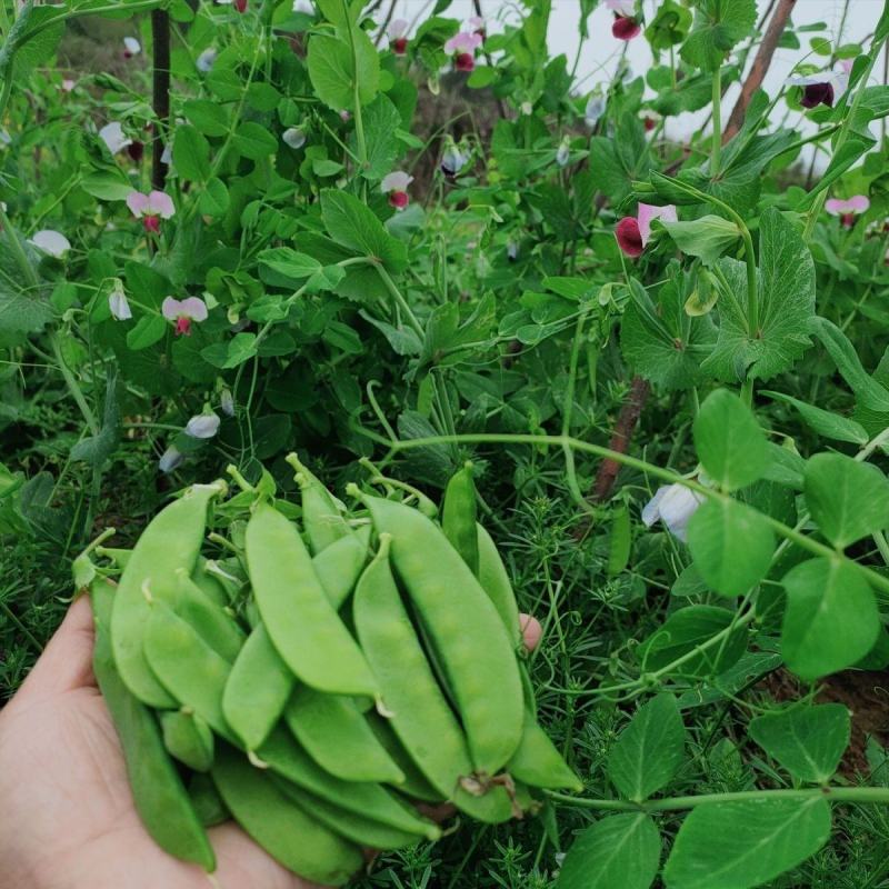 【荷兰豆】荷兰豆河南新野荷兰豆大量出货质优价廉对接全国