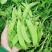 【荷兰豆】荷兰豆河南新野荷兰豆大量出货质优价廉对接全国