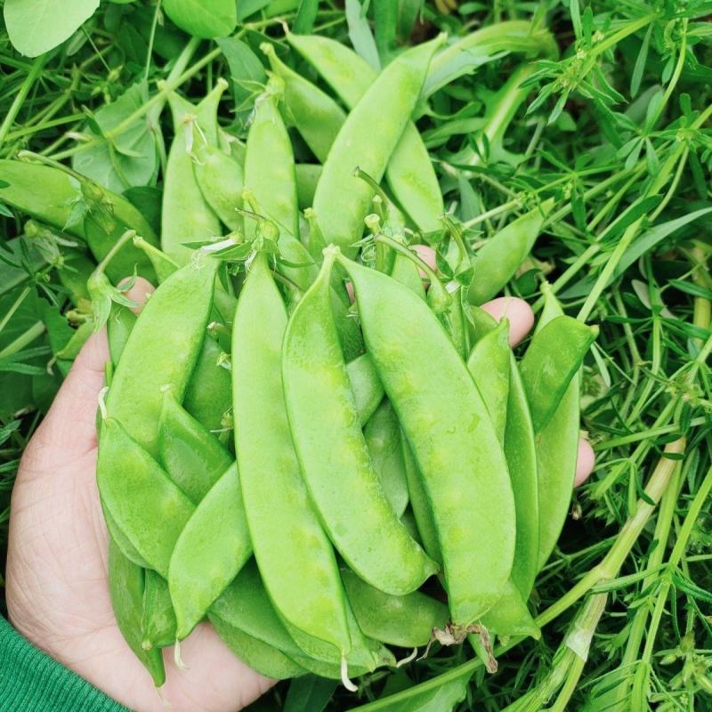 【荷兰豆】荷兰豆河南新野荷兰豆大量出货质优价廉对接全国