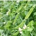 【荷兰豆】荷兰豆河南新野荷兰豆大量出货质优价廉对接全国