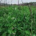 【荷兰豆】荷兰豆河南新野荷兰豆大量出货质优价廉对接全国
