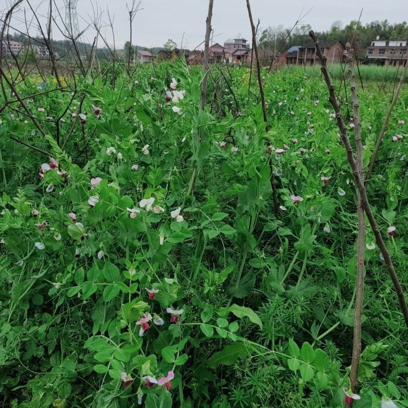 【荷兰豆】荷兰豆河南新野荷兰豆大量出货质优价廉对接全国