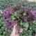 【常年供应】紫苏红叶子底，红面绿色全国可发