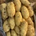 大棚土豆大量出货，质量保障，产地自发，量大从优