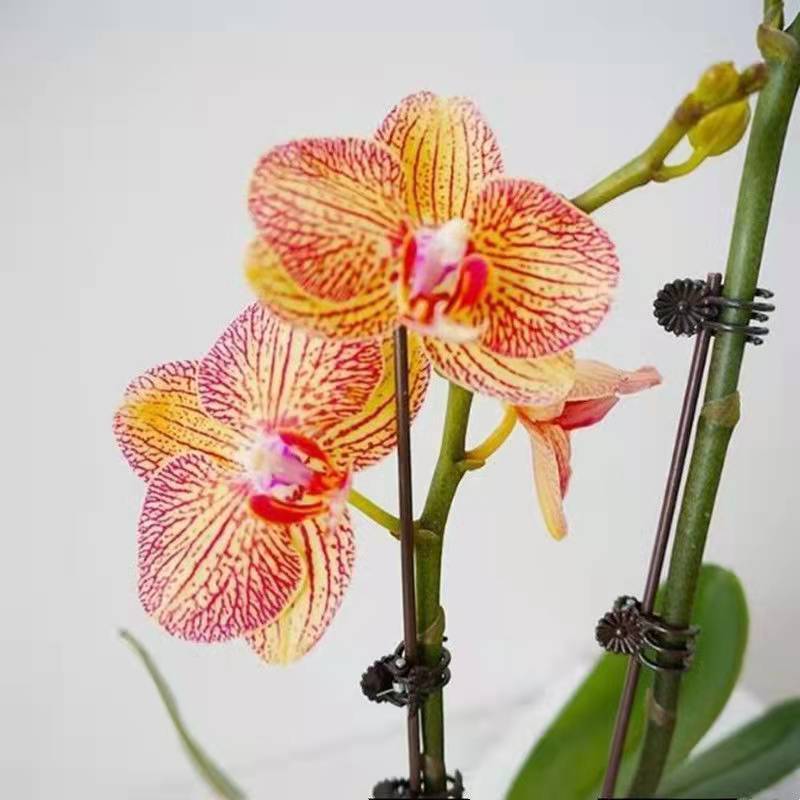 蝴蝶兰专用夹子兰花夹枝杆固定夹子爬藤植物专用园艺固定夹子