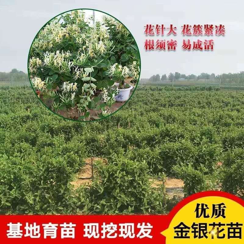 金银花苗四季金银花湘蕾百花品种齐全可签约回收