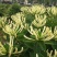 金银花苗四季金银花湘蕾百花品种齐全可签约回收
