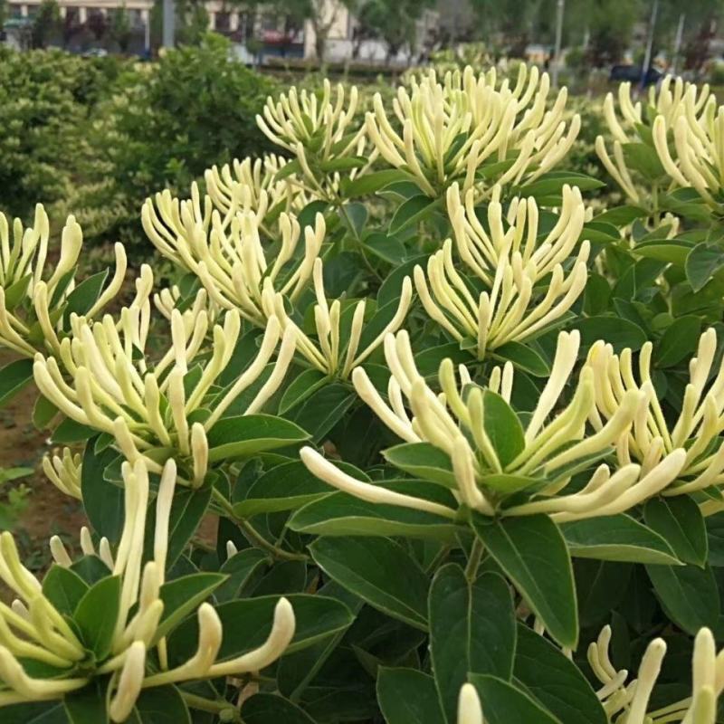 金银花苗四季金银花湘蕾百花品种齐全可签约回收