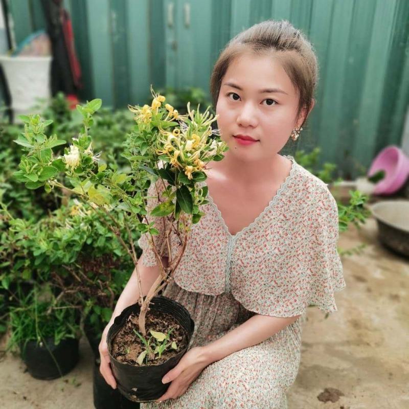 金银花苗四季金银花湘蕾百花品种齐全可签约回收
