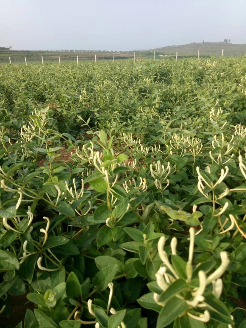 金银花苗四季金银花湘蕾百花品种齐全可签约回收