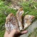高山黄泥春笋干